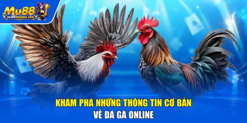 Khám phá những thông tin cơ bản về đá gà online